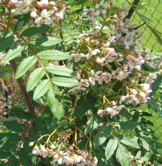 Sorbus caschmiriana