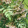 Sorbus caschmiriana