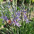 Camassia