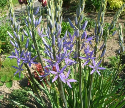 Camassia