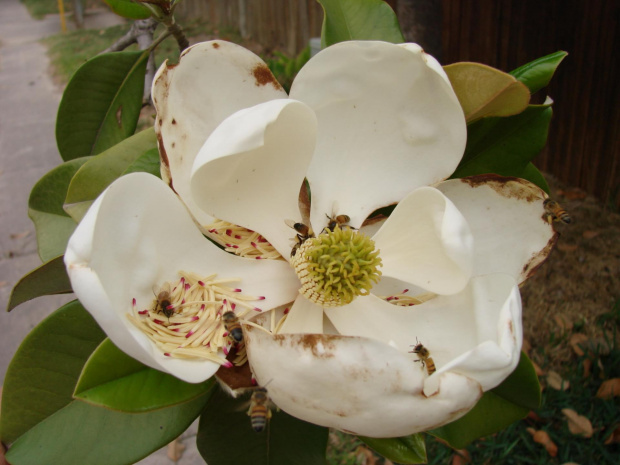 Magnolia olbrzymia