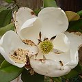 Magnolia olbrzymia