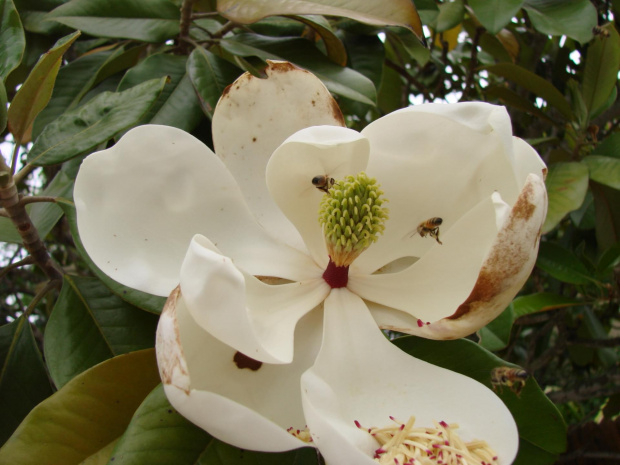 Magnolia olbrzymia