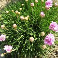 Armeria