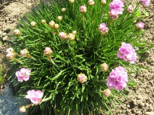 Armeria