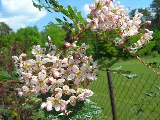 Sorbus caschmiriana