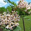 Sorbus caschmiriana