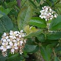 Aronia