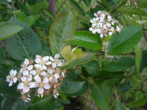 Aronia