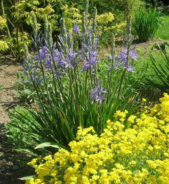 Camassia,smagliczka