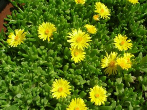 Delosperma nubigenum