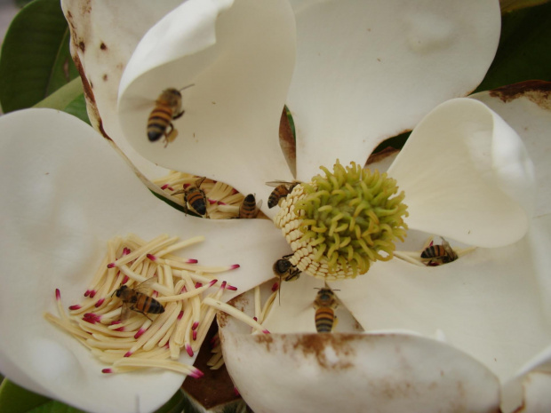 Magnolia olbrzymia