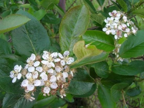 Aronia