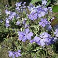 Phlox divaricata