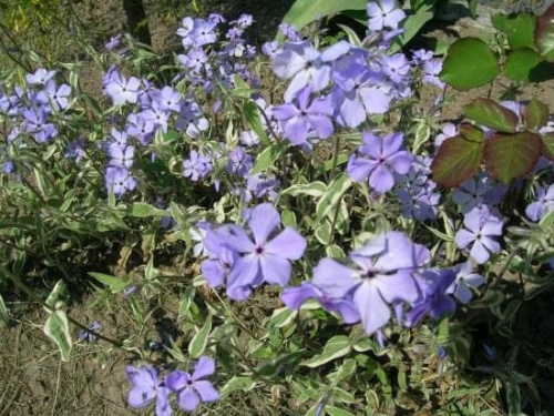 Phlox divaricata