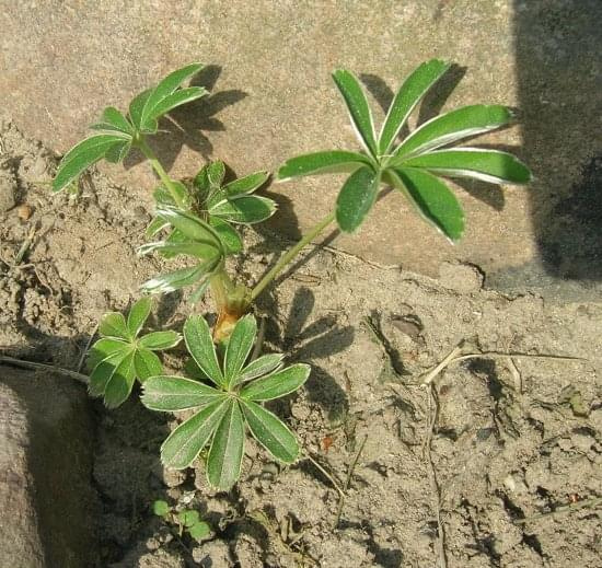 Alchemilla erythropoda