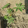 Alchemilla erythropoda