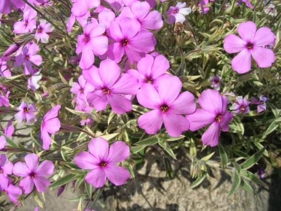 Phlox procumbens variegata