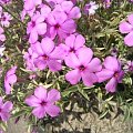 Phlox procumbens variegata