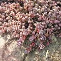 Sedum cyaneum