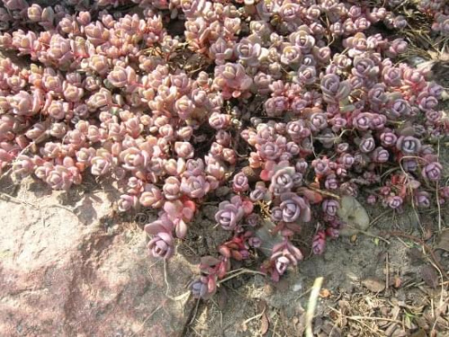 Sedum cyaneum