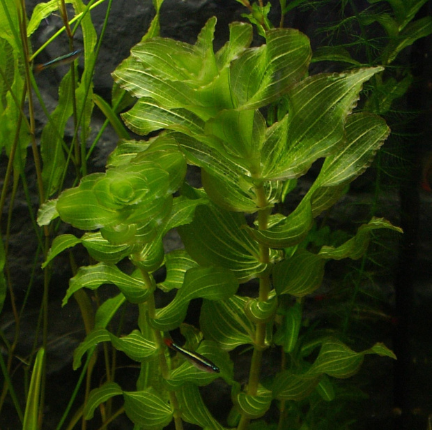 Potamogeton perfoliatus