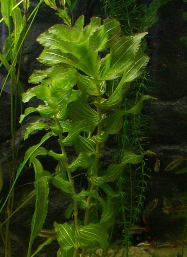 Potamogeton perfoliatus