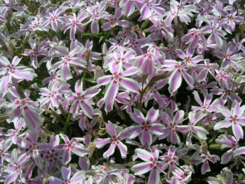 Phlox subulata Candy stripes