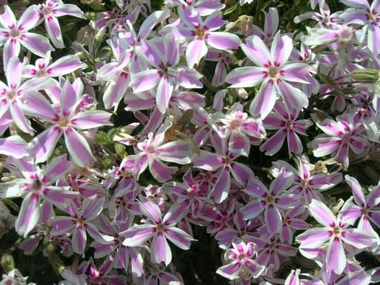 Phlox subulata Candy Stripes