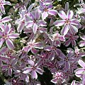 Phlox subulata Candy Stripes