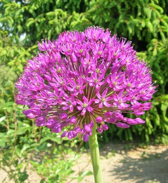 Alium