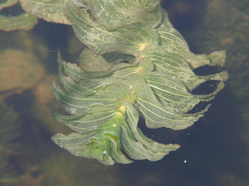 Potamogeton perfoliatus