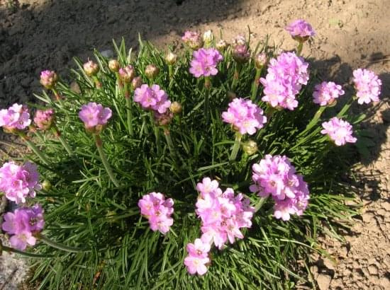 Armeria