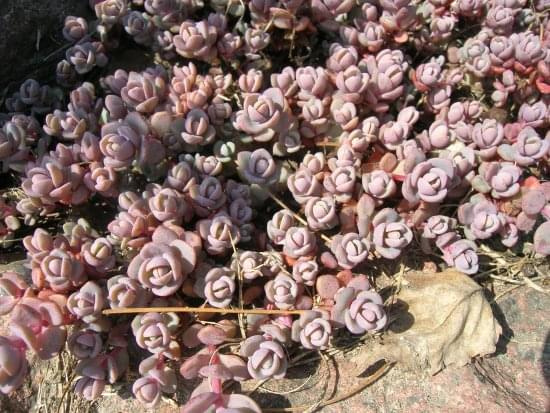 Sedum cyaneum