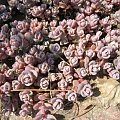 Sedum cyaneum