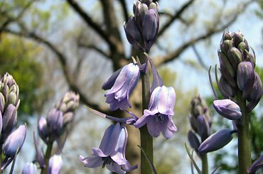 Różności majowe #azalie #dereń #glicynie #rododendrony #jukka