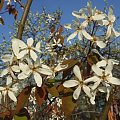 Amelanchier