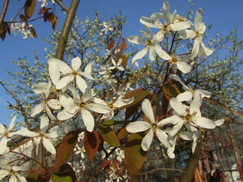 Amelanchier