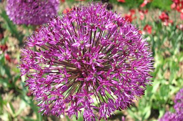 Różności majowe #azalie #dereń #glicynie #rododendrony #jukka