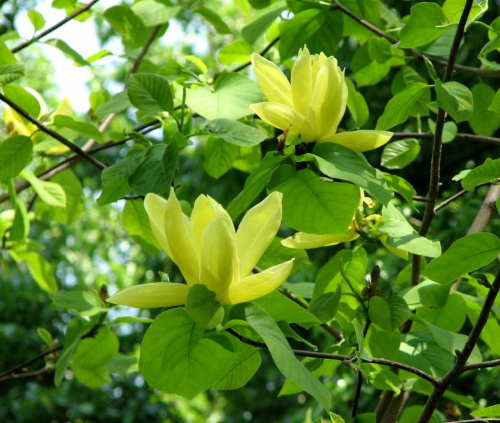 Wiosna majowa-magnolia #magnolia #iglaki #irys
