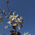 Amelanchier