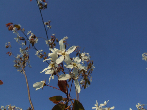 Amelanchier