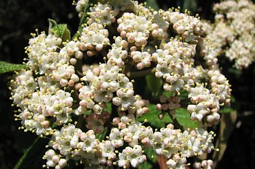 Różności majowe #azalie #dereń #glicynie #rododendrony #jukka