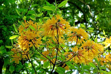 Różności majowe #azalie #dereń #glicynie #rododendrony #jukka