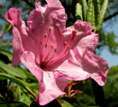Różności majowe #azalie #dereń #glicynie #rododendrony #jukka