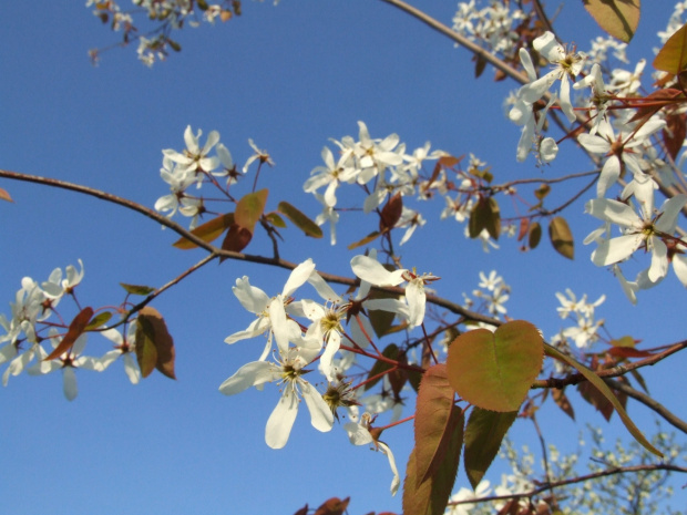 Amelanchier