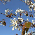 Amelanchier