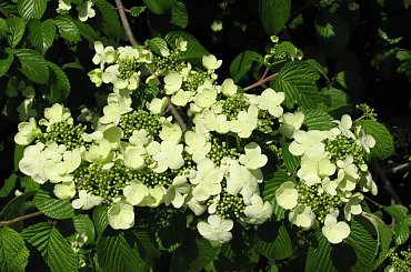 Różności majowe #azalie #dereń #glicynie #rododendrony #jukka