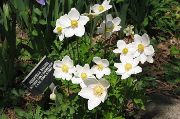 Różności majowe #azalie #dereń #glicynie #rododendrony #jukka