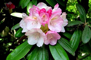 Różności majowe #azalie #dereń #glicynie #rododendrony #jukka